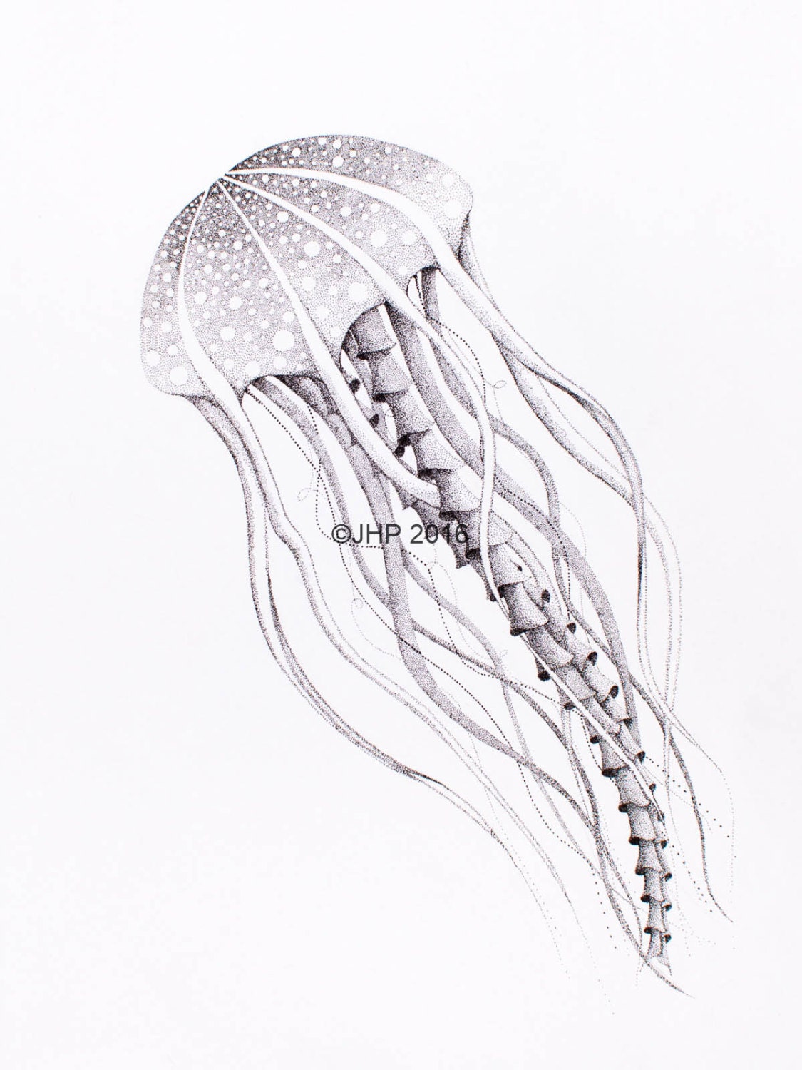 This is a graphic of Shocking Jellyfish Ink Drawing This is a photo of Shocking Jellyfish Ink Drawing