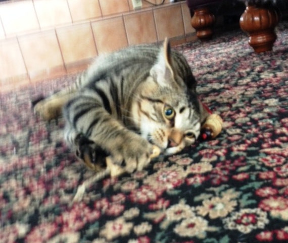 all natural cat toys