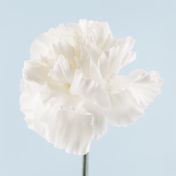 White carnation flower photography print Wall Decor Flower