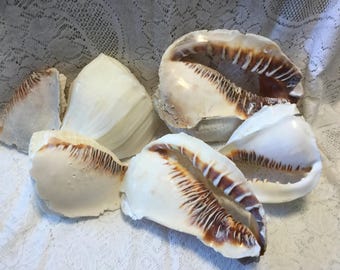 Helmet Conch and Whelk Pieces for Aquariums Terrariums FL Seashells Florida Shells