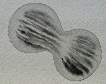 Cell in Mitosis (Black): Original watercolor of dividing cell
