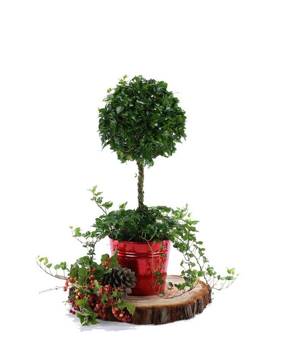 Live Ivy Topiary 22 Ball on Stem by TopiaryClassics on Etsy