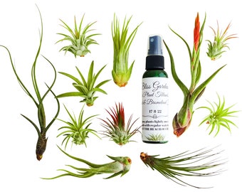 Sale!! 12pc Air Plant Tillandsia Lot / 11 Plants & 1 Air Plant Fertilizer Spray / Wholesale / Bulk AirPlants