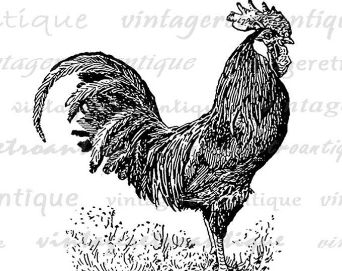 Rooster Graphic Image Printable Chicken Illustration Digital Download Vintage Art Antique Farm Animal Clip Art Jpg Png Eps HQ 300dpi No.3175