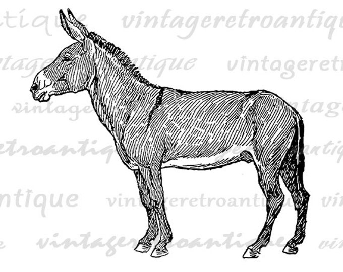 Donkey Graphic Digital Printable Horse Image Download Illustration Vintage Clip Art Jpg Png Eps HQ 300dpi No.3090