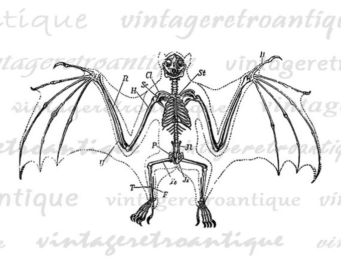 Bat Skeleton Digital Printable Download Halloween Image Graphic Artwork Vintage Clip Art Jpg Png Eps HQ 300dpi No.2753