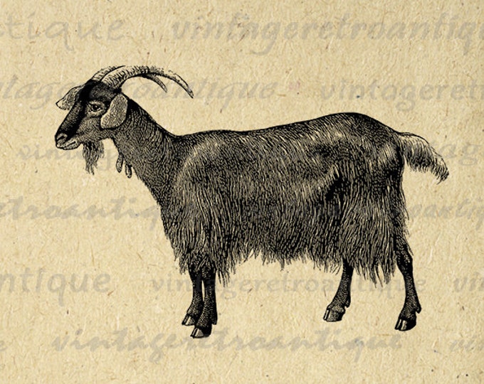 Antique Goat Animal Digital Printable Graphic Download Image Vintage Clip Art Jpg Png Eps HQ 300dpi No.516