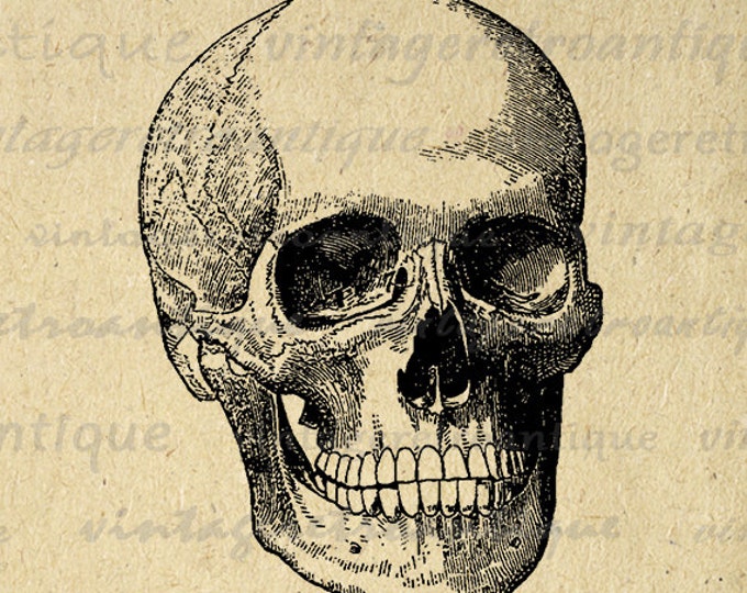 Printable Digital Skull Download Illustration Graphic Image Vintage Clip Art Jpg Png Eps HQ 300dpi No.3169