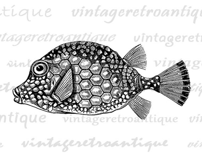 Spotted Trunkfish Fish Image Graphic Download Printable Digital Artwork Jpg Png Eps HQ 300dpi No.2741