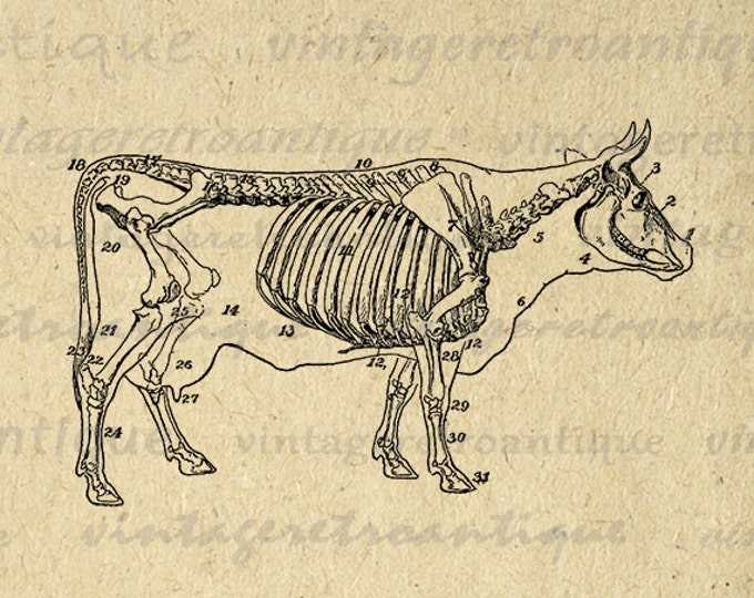 Cow Skeleton Diagram Printable Image Download Digital Graphic Antique Clip Art Jpg Png Eps HQ 300dpi No.3123