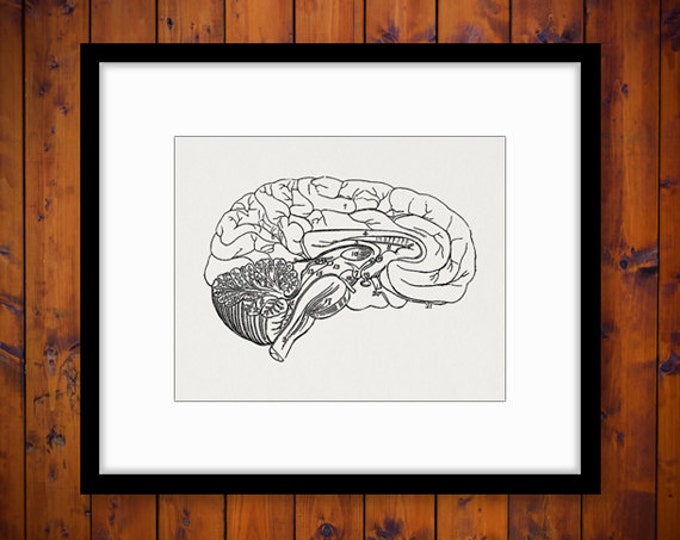 Digital Graphic Brain Diagram Download Medical Printable Anatomy Image Antique Clip Art Jpg Png Eps HQ 300dpi No.2328