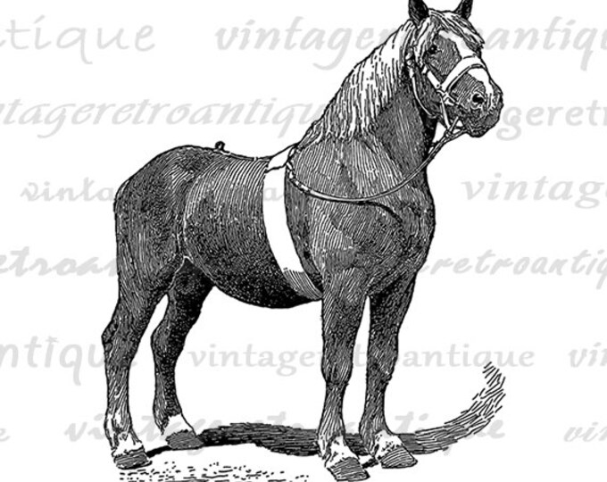 Antique Horse Image Graphic Download Pony Mare Digital Printable Vintage Clip Art Jpg Png Eps HQ 300dpi No.3476