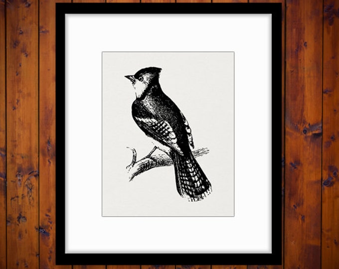 Printable Image Bluejay Graphic Bird Download Antique Digital Vintage Clip Art Jpg Png Eps HQ 300dpi No.135