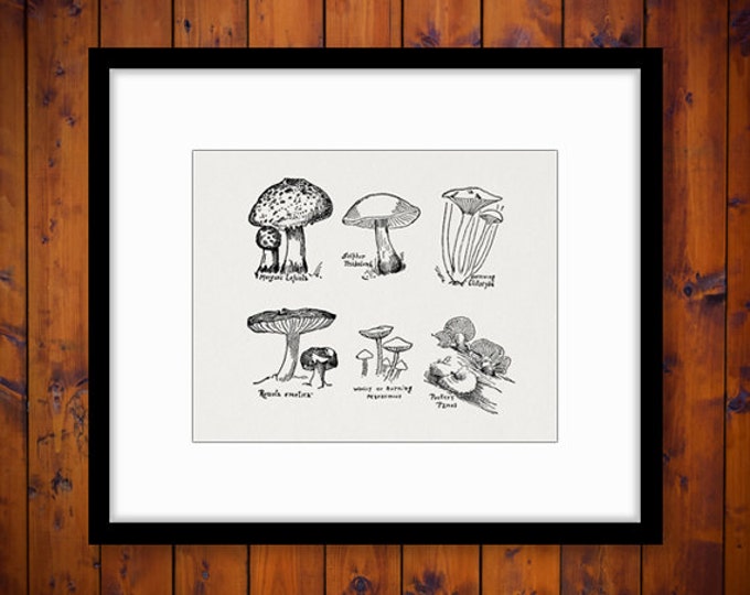 Mushroom Collage Sheet Image Printable Download Mushrooms Graphic Digital Vintage Clip Art Jpg Png Eps HQ 300dpi No.968