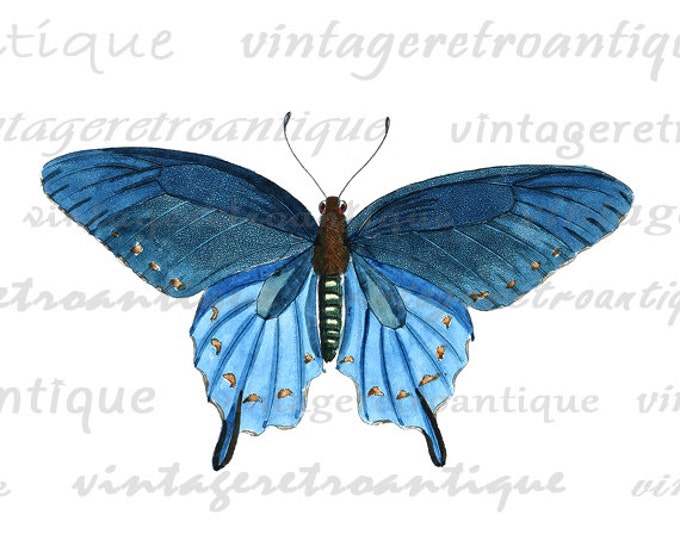 Printable Blue Butterfly Graphic Download Image Digital Illustration Antique Clip Art HQ 300dpi No.3898