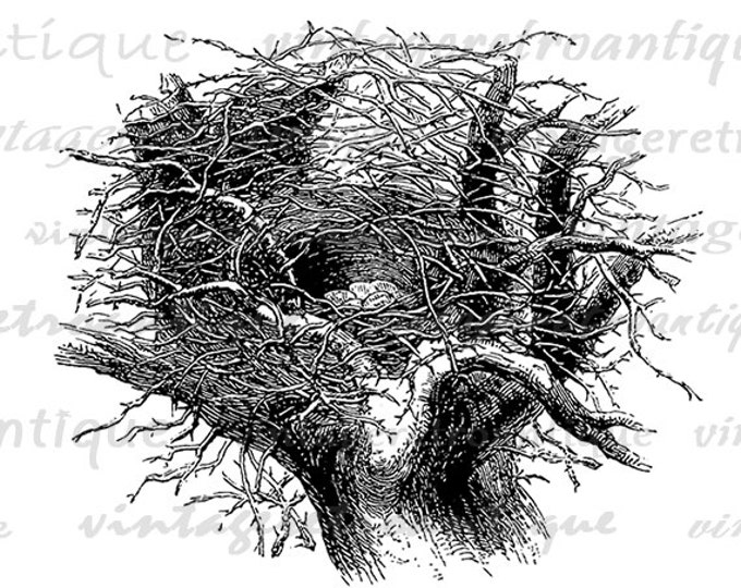 Digital Image Bird Nest with Eggs Printable Magpie Birdnest Download Graphic Antique Clip Art Jpg Png Eps HQ 300dpi No.3701