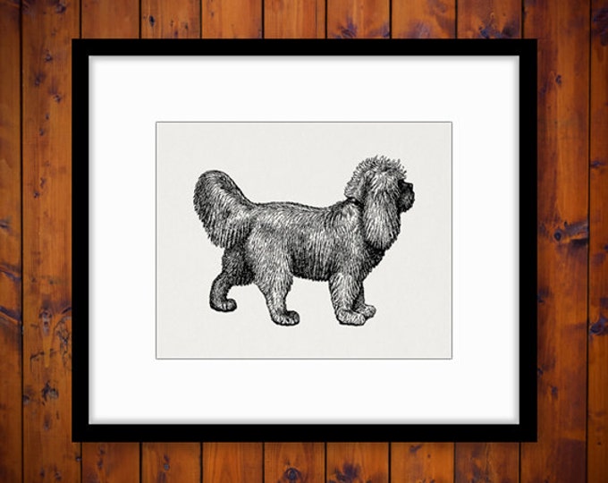 Digital Graphic Small Dog Printable Animal Download Image Antique Clip Art Jpg Png Eps HQ 300dpi No.452