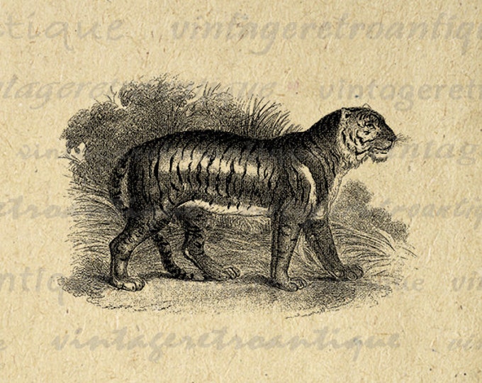 Tiger Wild Cat Graphic Image Download Digital Printable Vintage Clip Art Jpg Png Eps HQ 300dpi No.004