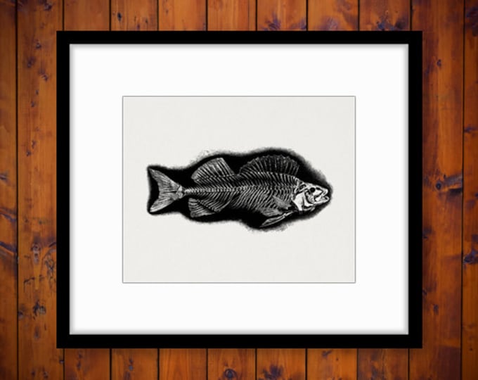 Printable Image Fish Skeleton Digital Graphic Download Illustration Jpg Png Eps HQ 300dpi No.2101