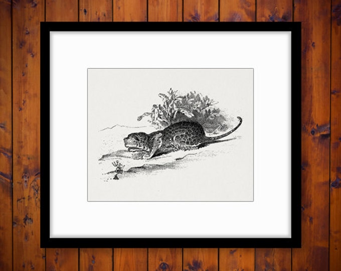 Cheetah Graphic Digital Printable Wild Cat Image Download Antique Clip Art Jpg Png Eps HQ 300dpi No.268