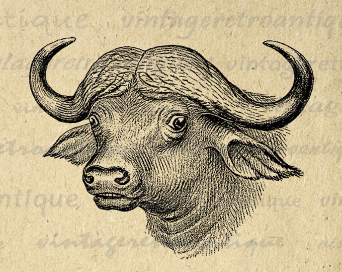 Printable Graphic Antique Buffalo Download Image Digital Vintage Clip Art Jpg Png Eps HQ 300dpi No.451