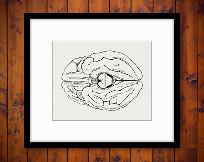 Printable Brain Diagram Digital Image Download Graphic Illustration Vintage Clip Art Jpg Png Eps HQ 300dpi No.2259