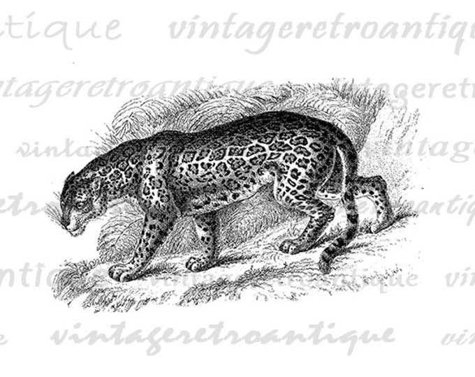 Digital Jaguar Printable Image Cat Download Graphic Wild Animal Antique Clip Art Jpg Png Eps HQ 300dpi No.007