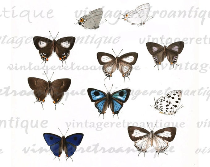 Printable Butterflies Collage Sheet Image Download Color Graphic Digital Antique Clip Art for Transfers etc HQ 300dpi No.812