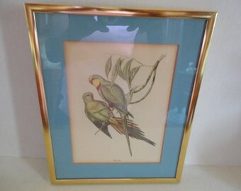 Gould Bird Print - Framed