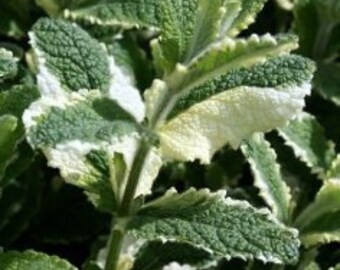 HM) PINEAPPLE MINT~Seeds!!~~~~~~~Delicious Variegated Leaf!!