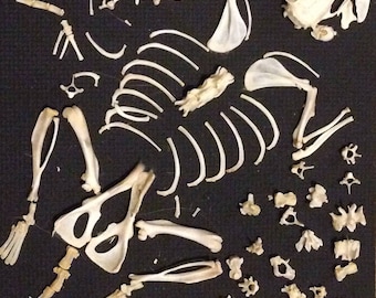 98% + Complete Rat Skeleton, Dis-articulated Skeleton, Rodent Bones