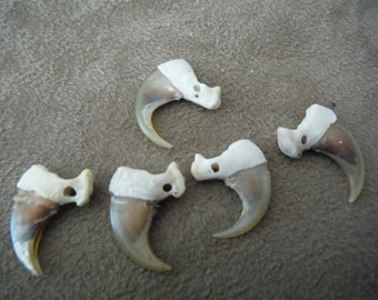 25 Pcs. Sage Blessed Drilled Bobcat Claws - Native American - Jewelry Supply
