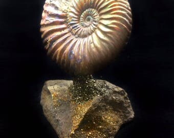 387 CT RARE Vertumniceras Ammonite Fossil On A Pyritized Rock