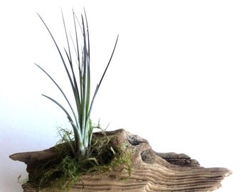 Driftwood planter Etsy