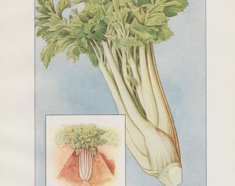 1911 Celery Vegetable Antique Culinary Kitchen Print