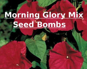 Organic Seed Bomb - 3PK - Morning Glory Seed Bombs - Annual Seed Bomb - Save the Bees - Gardening Gift- Seed Bomb Gift - Flower Seed Bomb