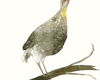 Partridge Fine Art Print from Original Watercolor