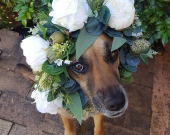 Dog flower crown, puppy flower collar. Flower garland for dogs. White roses and peonies, Australian natives banksias, gumnuts, wax flower