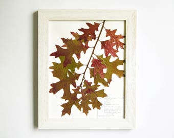 Real Pressed Oak Leaves 11x14 Framed Herbarium Specimen Art, 222a, pressed leaves art pressed plant art dried leaves fall home decor autumn
