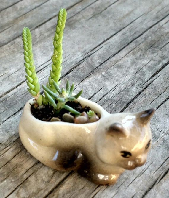 jelly cat succulent