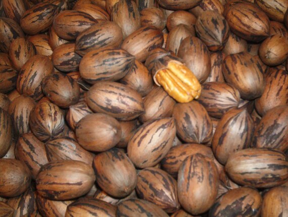 Pecan In Shell Stuart Type 1 Large Georgia Whole Fresh New