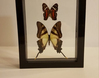 Framed Butterflies