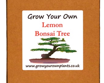 Grow Your Own Lemon Bonsai Tree Kit - Unusual Birthday or Christmas Gardening / Gardeners Gift