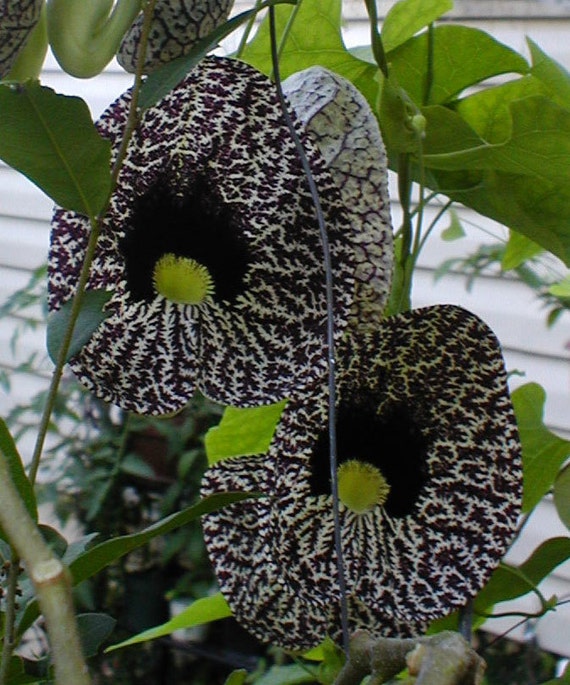 Aristolochia elegans Elegant Dutchmans Pipe Calico Flower