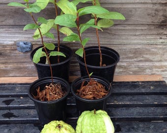 1 Live vietnsmese thick meat rough skin crunchy Asian Guava Large Fruit plant -13 - 17 Inches Tall -m175