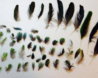 Mix of 65 Patagonian Conure Feathers