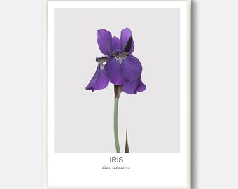 Blue Iris Print, Iris Photography, Spring Flower Art, Green Nature Photo, Blue Floral Poster, Minimalist Flower, Purple wall art, Botanical