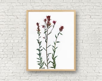 Indian Paintbrush - Red Wildflower Herbarium Botanical Print - Paint Brush Flower - Castilleja - Dried Flower Art - Floral Artwork - Pressed