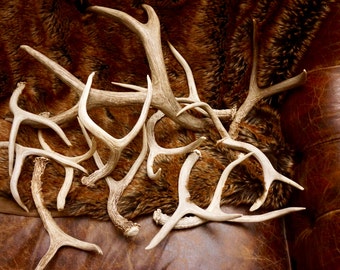Whole Small Forked Deer Antlers: ONE (1) 9" - 12" long Naturally Shed Deer Antlers Forks, Furniture, Tribal, Jewelry, Crafts, Deer Tines
