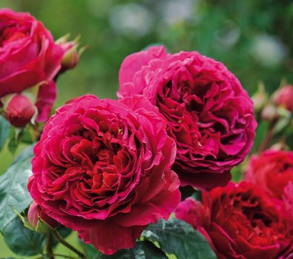 Rare Heathcliff Dark Red Cupped Double Strong Fragrant Rose